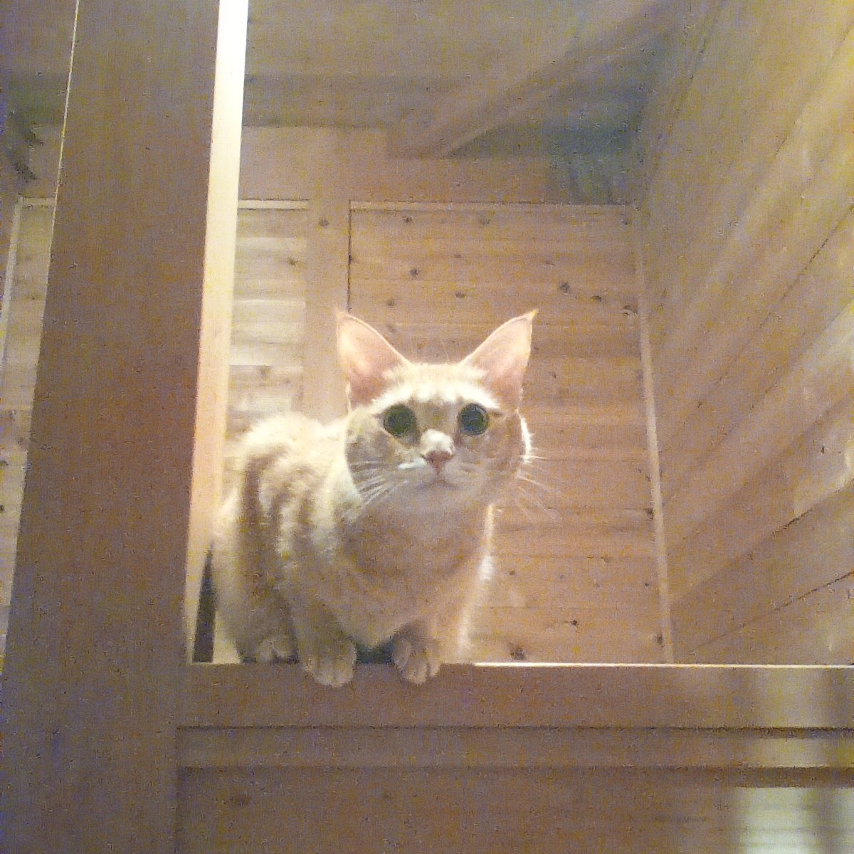 うしぱんだ on X