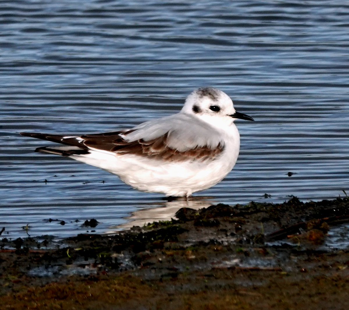 I wasn't able to get a photo of yesterday's first winter Little Gull that was briefly at Sker Point, so here is one from nearby Kenfig Pool taken in November 2022. They really are delightful little birds!
