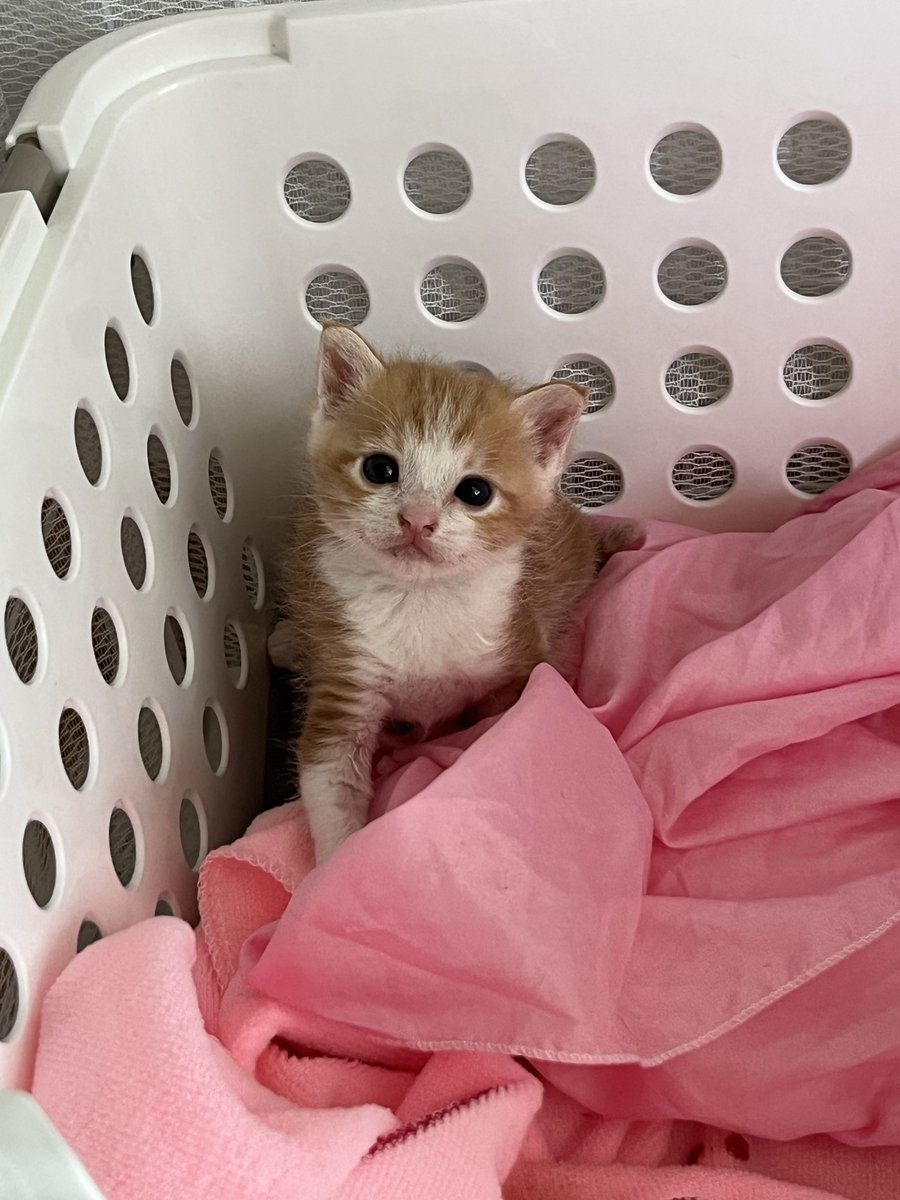 매일 아침 고양이한테 밤새 잘잤냐구,
고양이, 안녕하세요?
고양이, 이 집 좋아요? 로 시작했던 시절