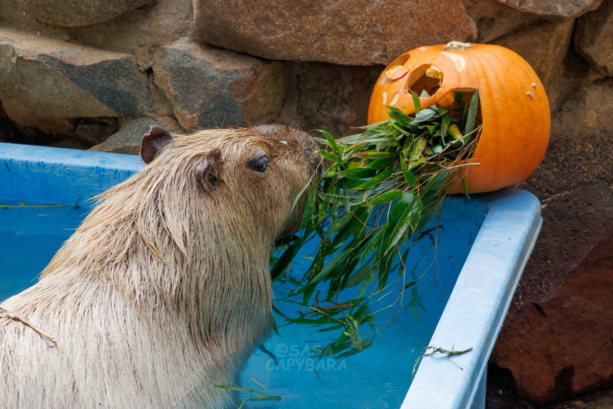 ささ @sasa.capybara on X