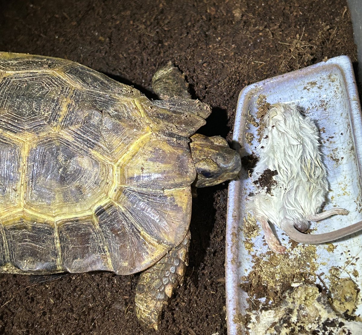 エリープ (@elegantreptiles) / Posts / X