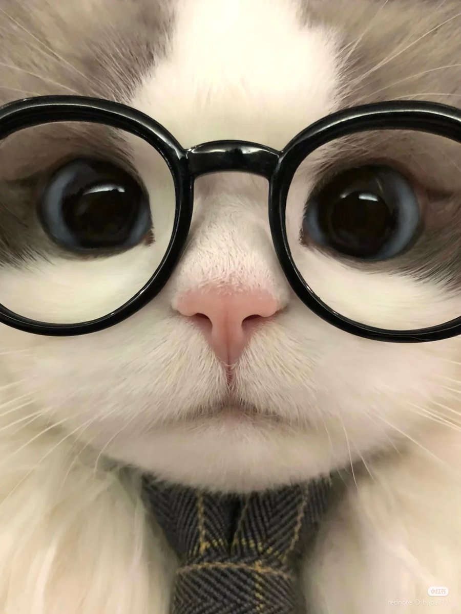 No Context Cats tweet media