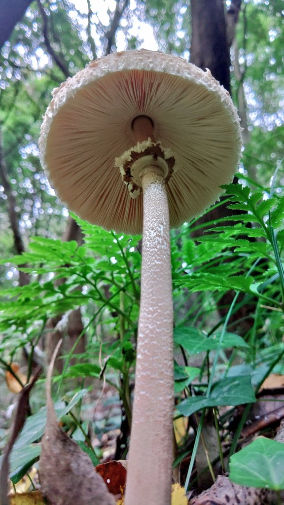 トミー（Tommy） (@0vkkE7zR7tIl8ee) / Posts / X