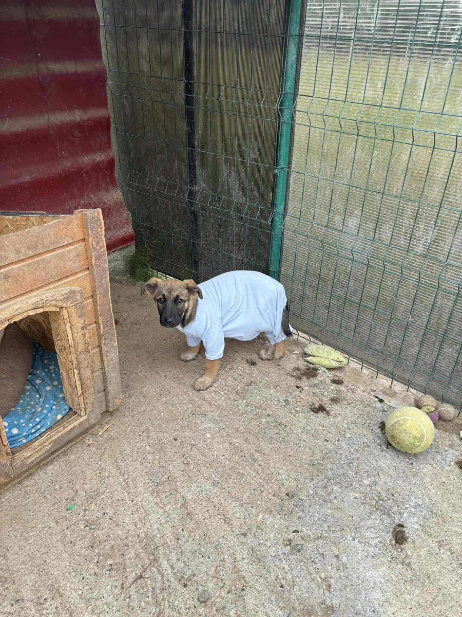 ‼️Namenspate gesucht🥺

Diese Hündin wurde angefahren &amp; liegen gelassen. Nach ihrer Rettung wurde sie operiert &amp; erholt sich gerade. Für die Chance auf Vermittlung sucht sie einen Namen! Mag die Kämpferin jemand gegen die Einmalige Spende taufen? ❤️

DANKE🫶🏼