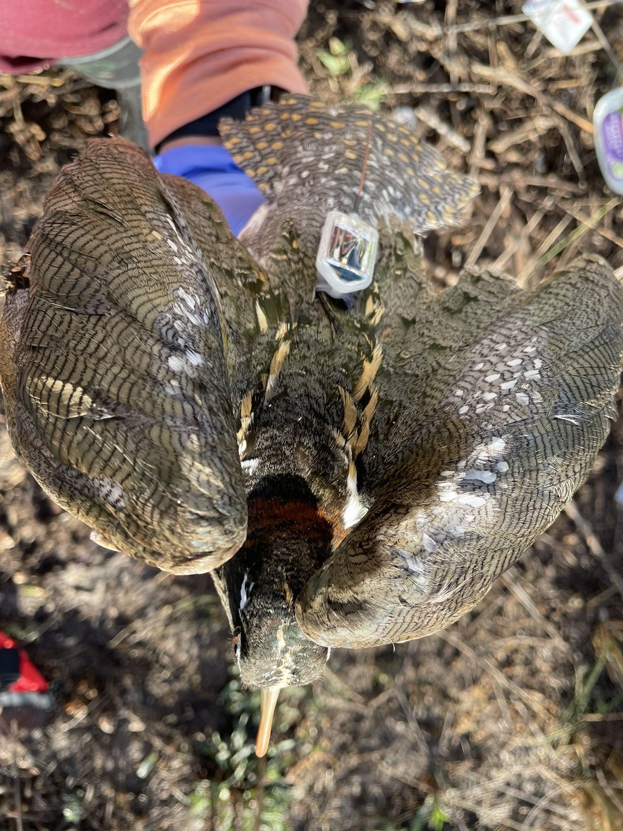 TrackingAPSnipe's tweet image. We’re absolutely thrilled to introduce Clive and Inhancer, a pair caught this morning in the Macquarie Marshes and fitted with GPS 4G transmitters from Global Messenger. We are immensely grateful to the local landholders, Leanne, Garry &amp;amp; Jet Hall, who were central in the success.