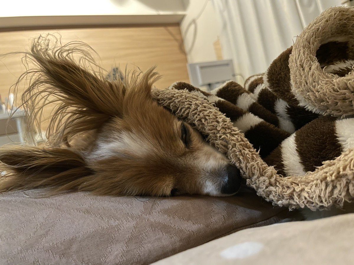 目覚めたらこれ🦊