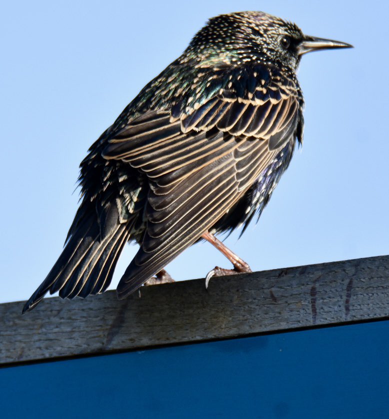 The Starling to me is a sky full of stars taken at Hengistbury Head in Dorset this afternoon #wildlifephotography <a href="/ChrisGPackham/">Chris Packham</a> <a href="/IoloWilliams2/">Iolo Williams</a> <a href="/rtaylorjones/">richard taylor-jones</a> <a href="/gordonjbuchanan/">Gordon Buchanan</a> <a href="/GylesB1/">Gyles Brandreth</a> <a href="/HamzaYassin3/">Hamza Yassin</a> <a href="/JuliaBradbury/">Julia Bradbury I HAVEN'T BOUGHT BLUE TICK💙</a> <a href="/DeborahMeaden/">Deborah Meaden 🇺🇦</a> <a href="/DilgerTV/">Mike Dilger 💚</a> <a href="/dickstrawbridge/">Dick Strawbridge</a> <a href="/michaelastracha/">Michaela Strachan</a>