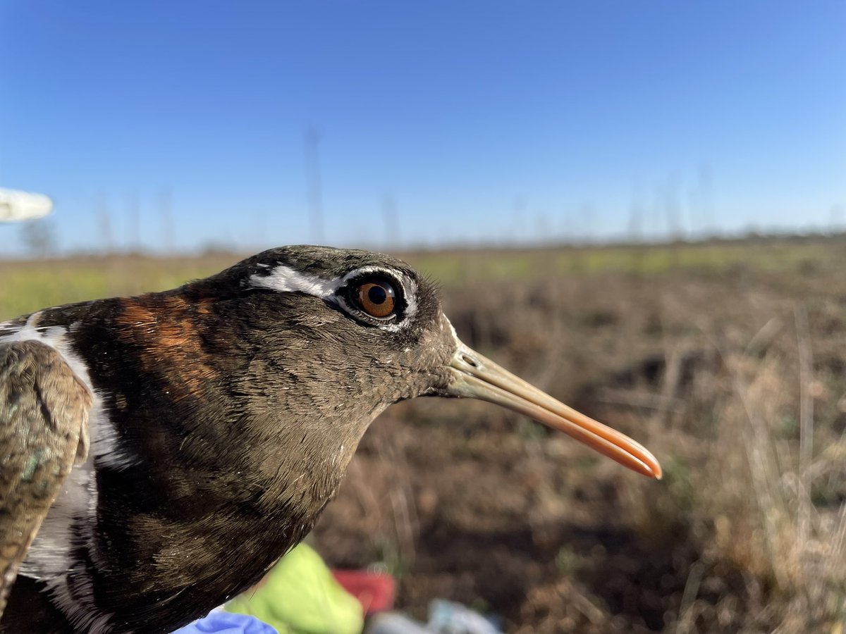 TrackingAPSnipe's tweet image. And as always, thank you to everyone else that made all of this possible, especially with your donations to the crowdfunding. These are our eighth and ninth birds to be tracked.