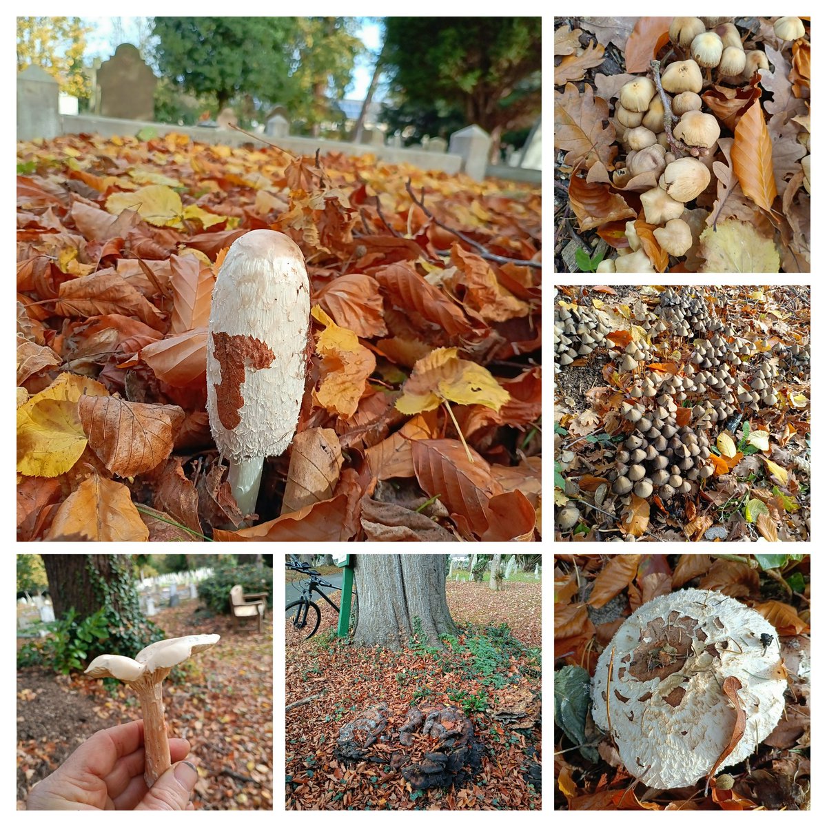 John Walshe tweet media