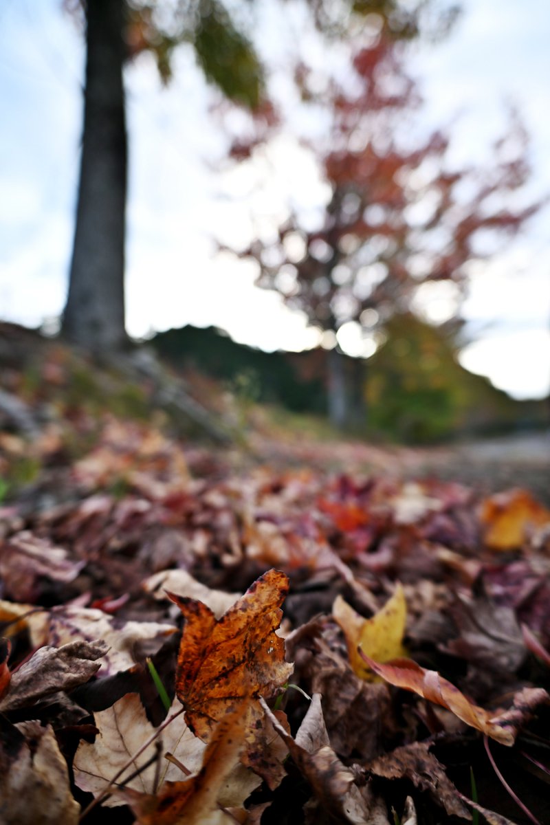 秋が無くなって、冬になりましたね！イベントの帰りに風景を撮影するのが何となく好きですね。