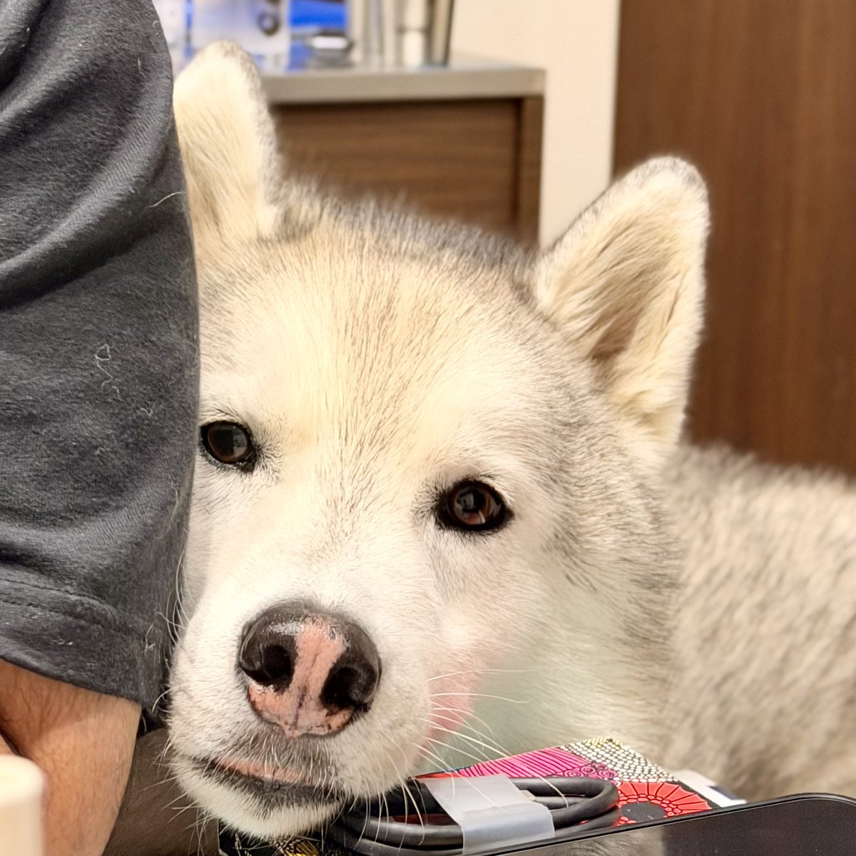 シベリアンハスキーのアッシュ🐾 (@bigbabyash2020) / Posts and