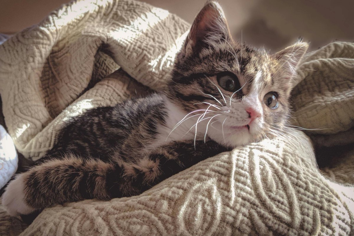 catscornerusa's tweet photo. Wrapped in warmth and too cute to move 😻
.
.
.
.
.
#CozyCat #SnuggleTime #CutenessOverload #LazyDayVibes https://t.co/dWizqlbuxa