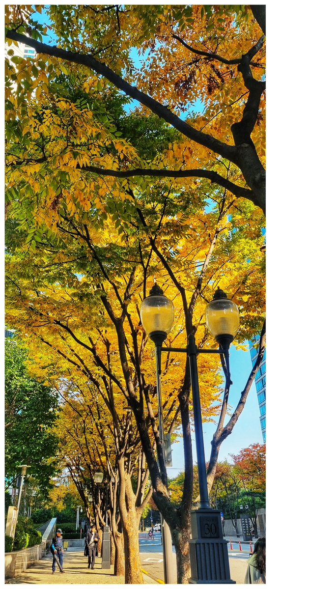 가을이지만 조금씩 크리스마스를 준비하고 있는데.. 좋다 ◠ ̫◠