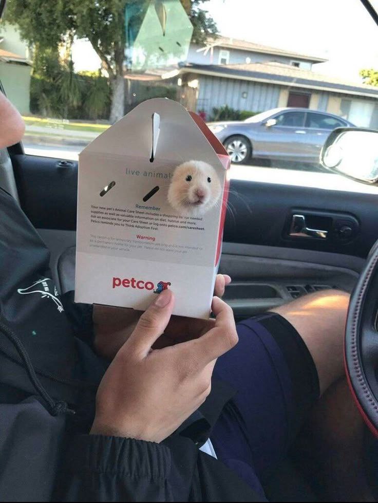 Tweets Of Hamster (@tweetsofhamster) on Twitter photo 