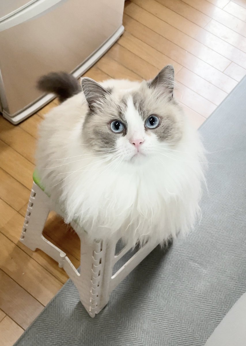 ネコハラ