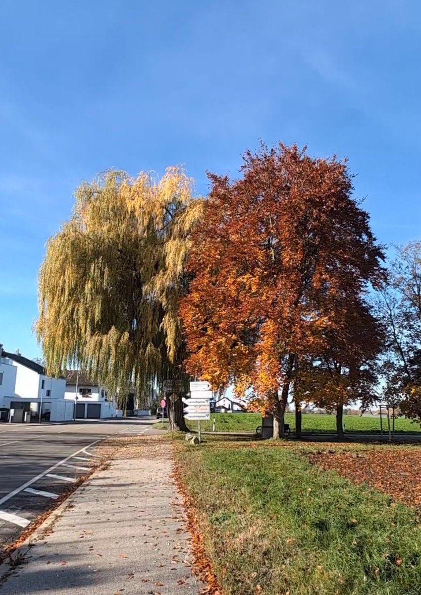 monteblan's tweet image. 