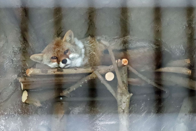 モアモア♥️モネモネ♥️ MJM-BC-'21WSE-B・POPLAR/NJ | Deviser ｜株式会社ディバイザー