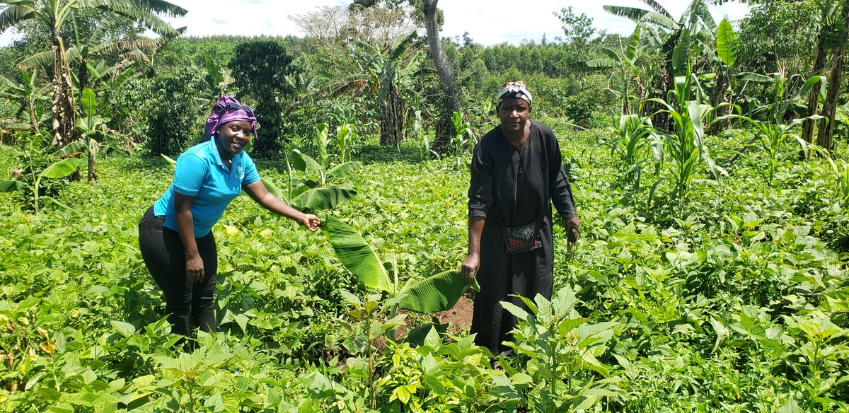 Farmers association of wakiso district tweet media