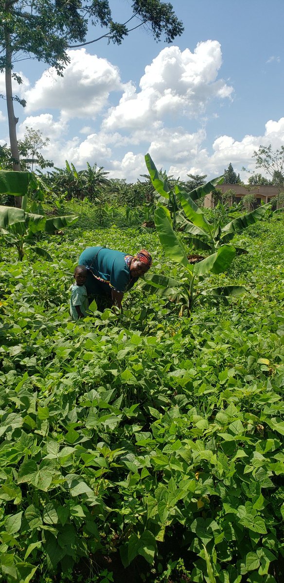 Farmers association of wakiso district tweet media