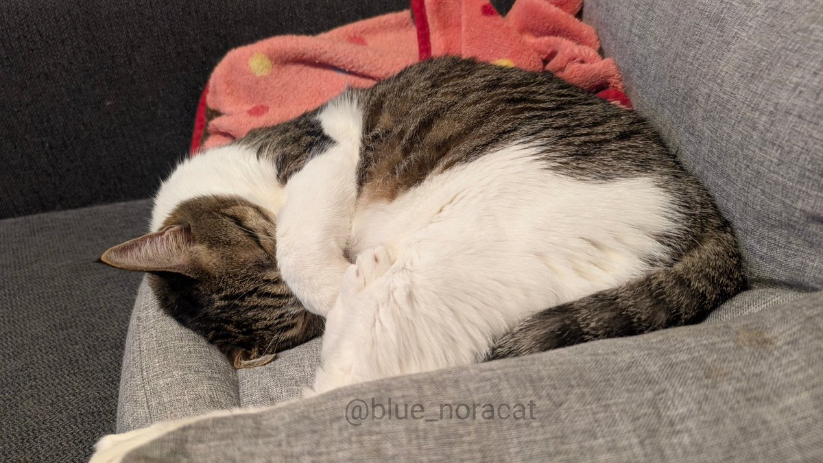 野良さん@握力1.3t on X