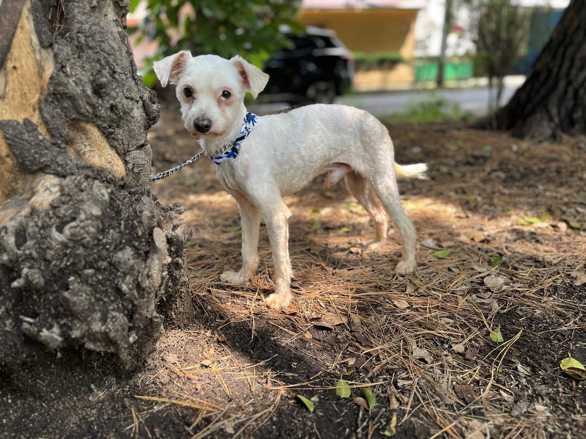 Algodón 🐶

2 años,talla chiquita,protocolo completo.

Estamos en CDMX.
#AdoptaNoCompres
#AdoptaUnPerrito
#BuscandoHogar
#PerritoEnAdopción
#AdopcionesResponsables
#AdopcionesCDMX