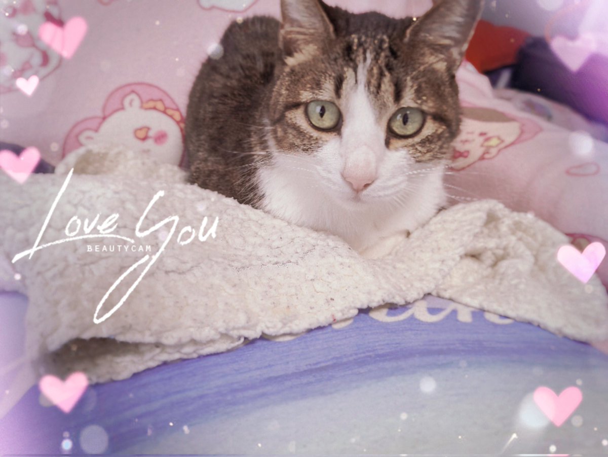 あーにゃん あーにゃん (@anyanz717) / Posts / X