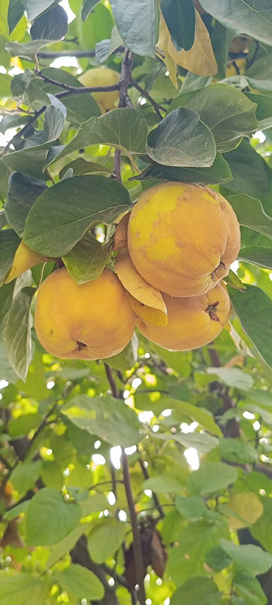 MedeniSara's tweet photo. Kasım ayı güzelliği https://t.co/5Wwmxvs9v1