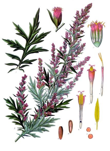 AncestralRoots0's tweet photo. Mugwort for dreams + intuition 🌙. A little goes a long way — respect the plant, feel the magic. #HerbalWisdom https://t.co/aJ7kxiHnJL