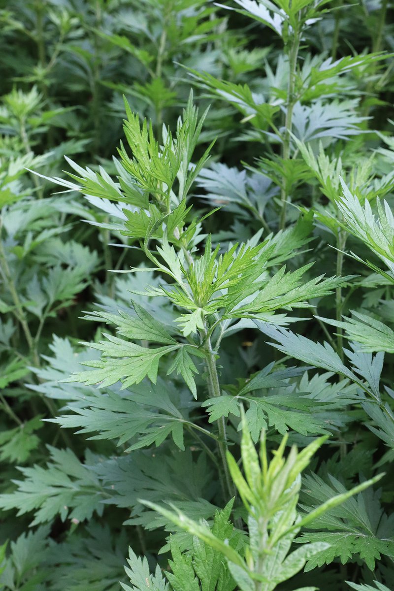 AncestralRoots0's tweet photo. Mugwort for dreams + intuition 🌙. A little goes a long way — respect the plant, feel the magic. #HerbalWisdom https://t.co/aJ7kxiHnJL