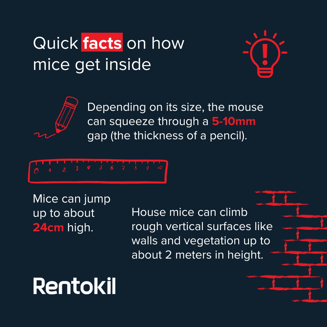 When it gets cold, rats and mice are on the move 🐭❄️

They’re looking for warmth, food, and a safe place to nest, and all it takes is a tiny gap or a bit of climbing to get inside.