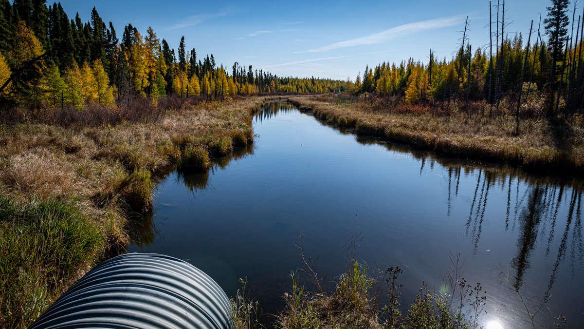 DinsdalePhoto's tweet photo. Swanson's creek along Highway 19 in Riding Mountain National Park - a lovely drive in the fall, through the forest... #RMNP #creek #fall #tamarack https://t.co/s7vrxUXkhs