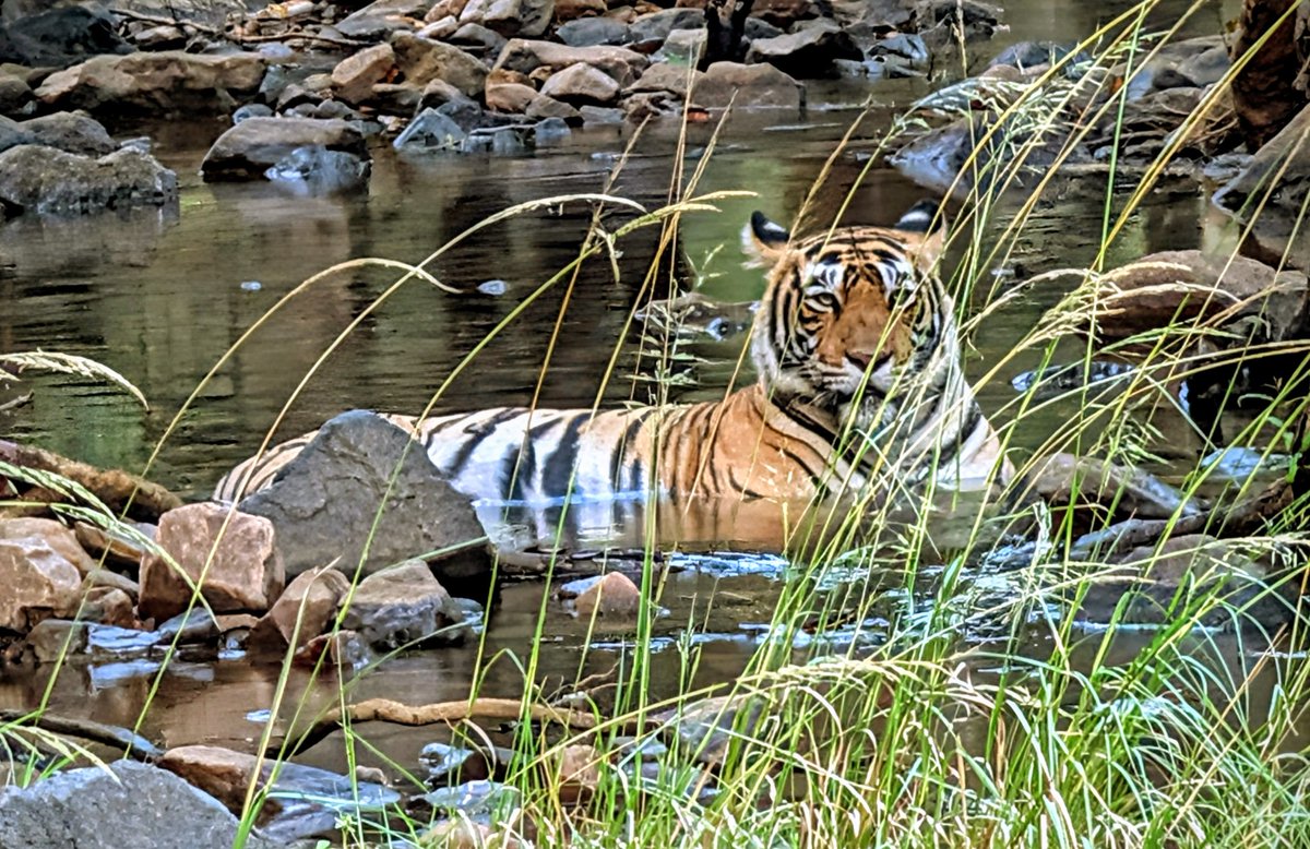 daldred007's tweet photo. 007 is out and about in India @greatrail #firsttimeinindia
A game drive Safari in open topped vehicles ('canters' ) through the Ranthambore National Park looking for Bengal tigers & at the end spotted Noori a 10 year old female in the stream
Absolutely fantastic
#india #tigers https://t.co/xxf3BWHnn6