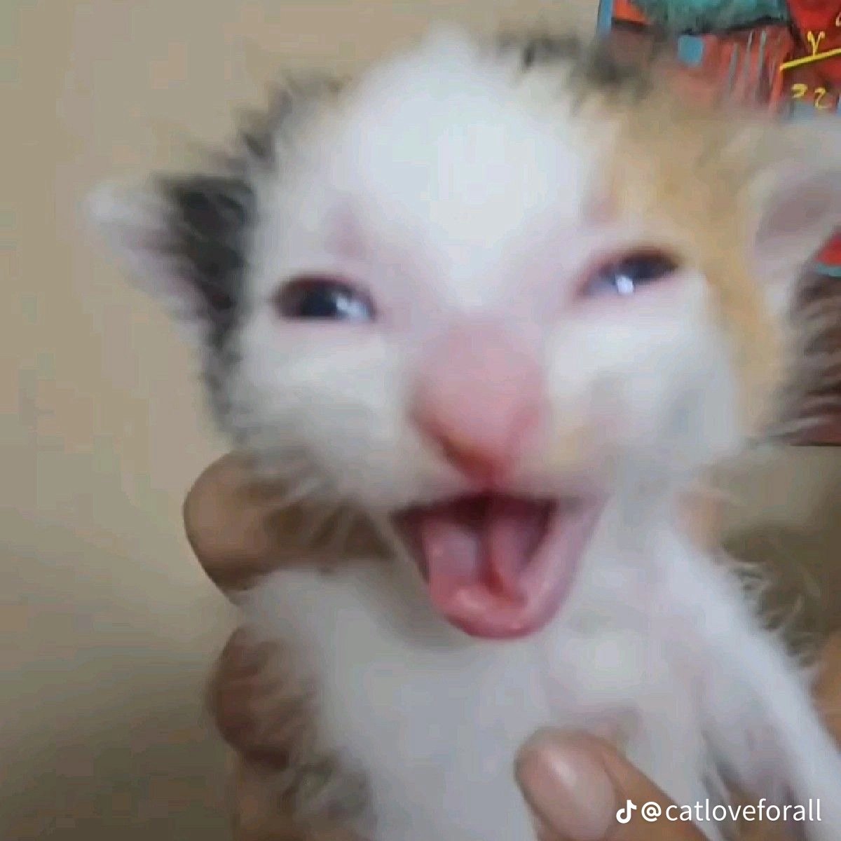 astrobort tweet media