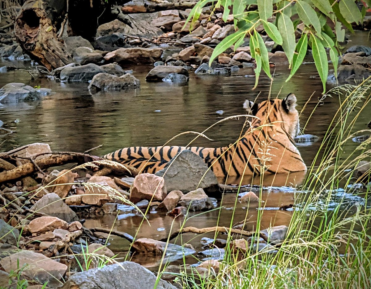 daldred007's tweet photo. 007 is out and about in India @greatrail #firsttimeinindia
A game drive Safari in open topped vehicles ('canters' ) through the Ranthambore National Park looking for Bengal tigers & at the end spotted Noori a 10 year old female in the stream
Absolutely fantastic
#india #tigers https://t.co/xxf3BWHnn6