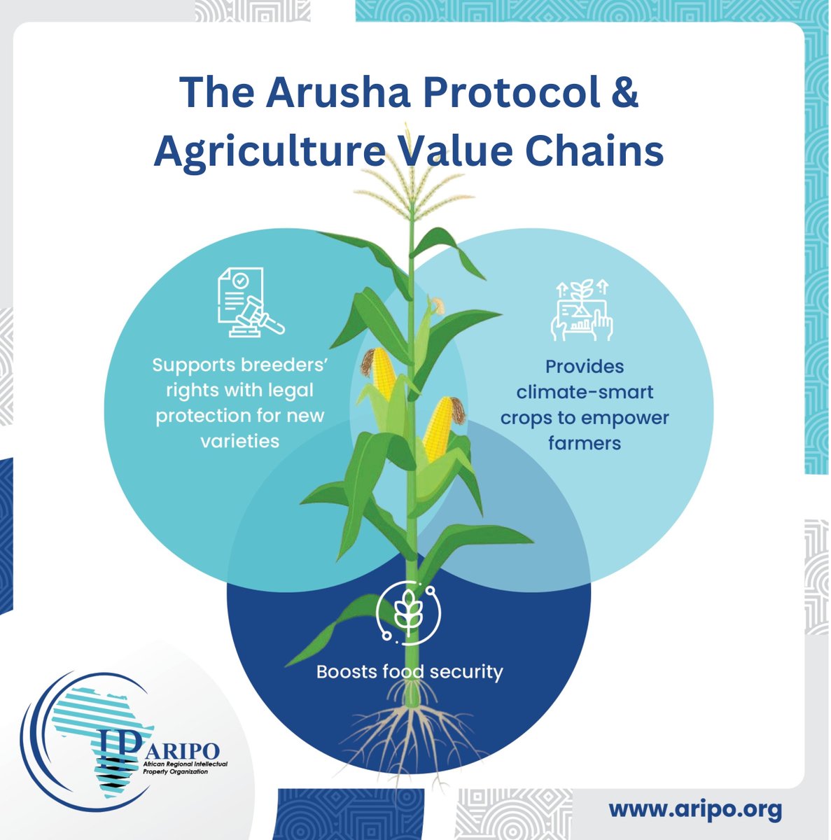 The Arusha Protocol on the Protection of New Varieties of Plants 🌽🪴🌱strengthens⛓️ the whole agricultural 🚜value chain.
Here’s how:
👩‍🔬🔎 Plant Breeders — Secure legal rights and protect research for new plant varieties.
👨‍🌾🧺Farmers — Access high-yield, disease-resistant,