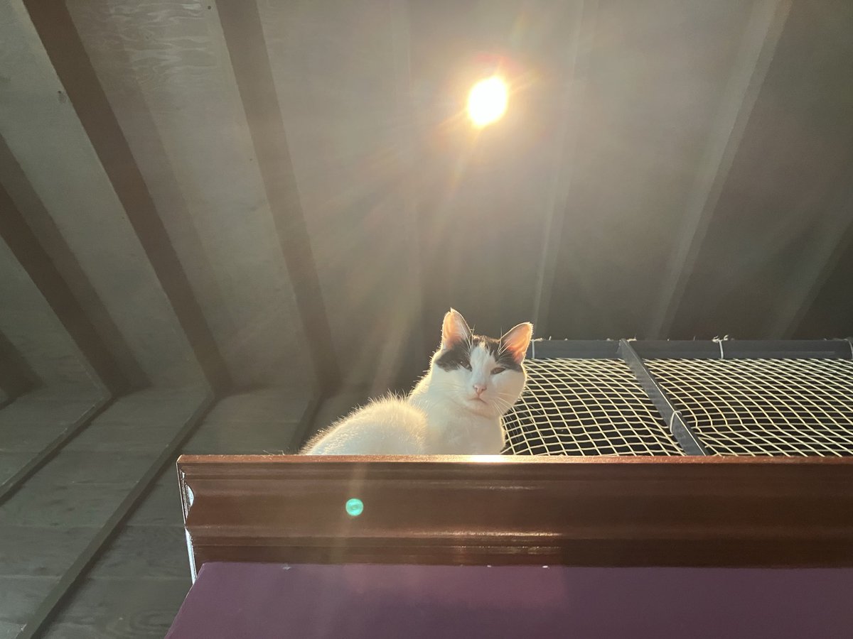 ねこ様 Stream 𝑺𝑼𝑷𝑬𝑹𝑪𝑨𝑻𝟔𝟒 ビンクス猫 😺 music | Listen to songs