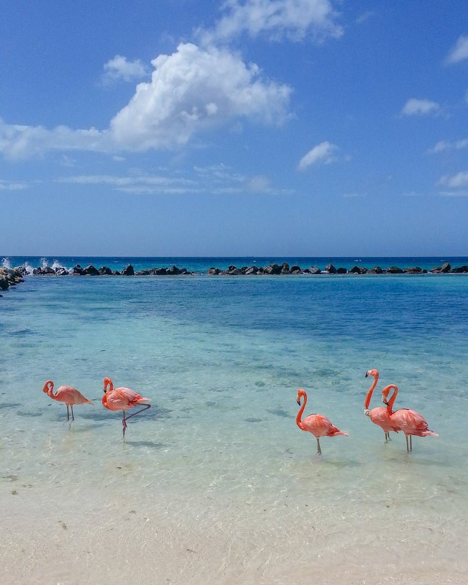 Segundo día de Cyber Monday! 

Me fijé los precios a Aruba por curiosidad y ahora… A EMITIR 🔥

🌴 Hay vuelos a este paraíso por solo 445 USD, con carry-on incluido 🇦🇼

✈️ Mejores fechas: turismo.city/43doYCv

Tiene buen clima todo el año y no recibe sargazo. Ni lo duden!