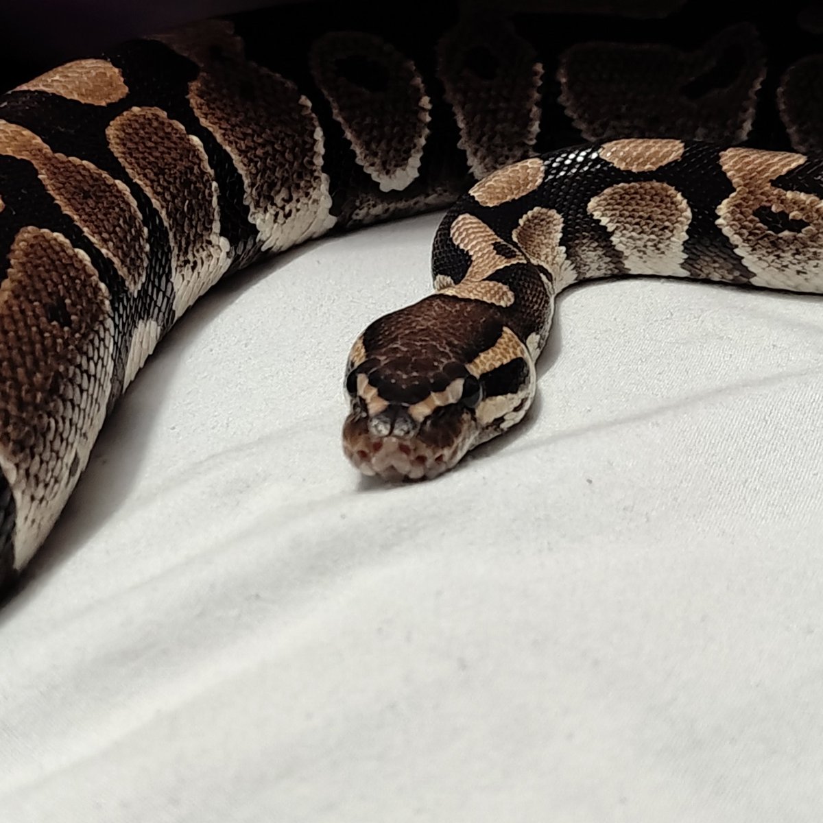 🐍🖤