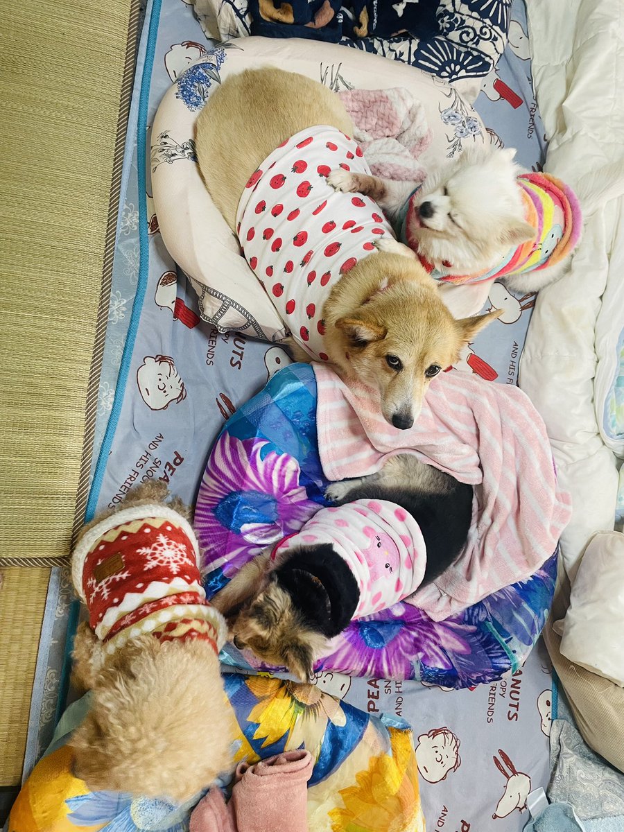 今日の晩酌🥃
ウイスキーハイボールと炭火焼
夜ごはん💦

帰ったらまさかの
桃とコーギーゆきが仲良し
ゆきに乗ってるし🤣
こんなの初めて❤️
みんな大好きみたい😍
一緒に寝てる💤
めぐは私と一緒

#おうちごはん #夜ごはん
#晩酌 #ハイボール
#デカポメ #デカチワワ
#コーギー #トイプー
#多頭飼い