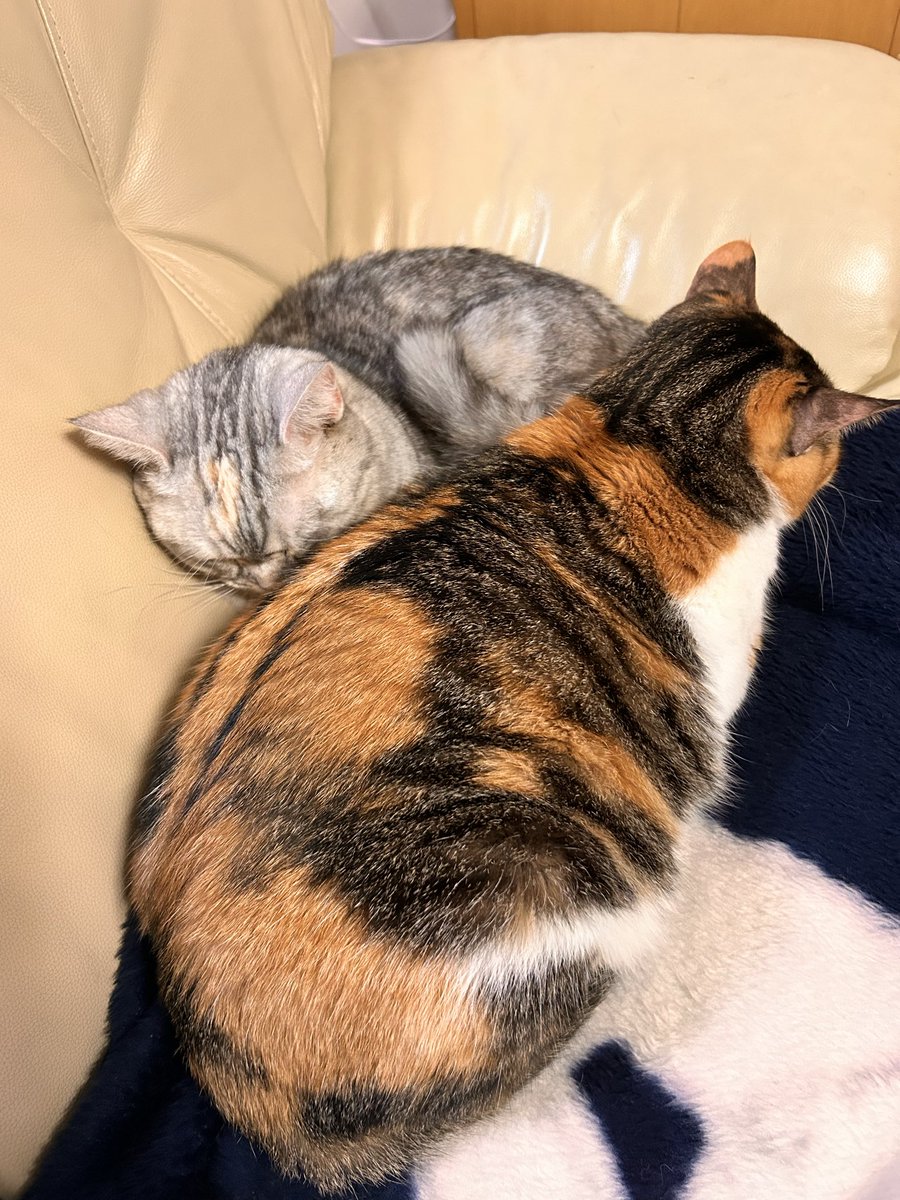 Azki80591036's tweet image. 下腹部に今まで無かったしこりを見つけ、一緒に飼ってるマンチカンのお腹とも比べ明らかな違和感
今後の覚悟と共に病院を受診し「皮下脂肪ですね」の診断
年内-0.2kgから目指す事になりましたワガママボディがこちらです
#ねこのいる幸せ 
#ねこ