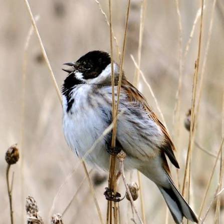 West Midlands Ringing Group tweet media