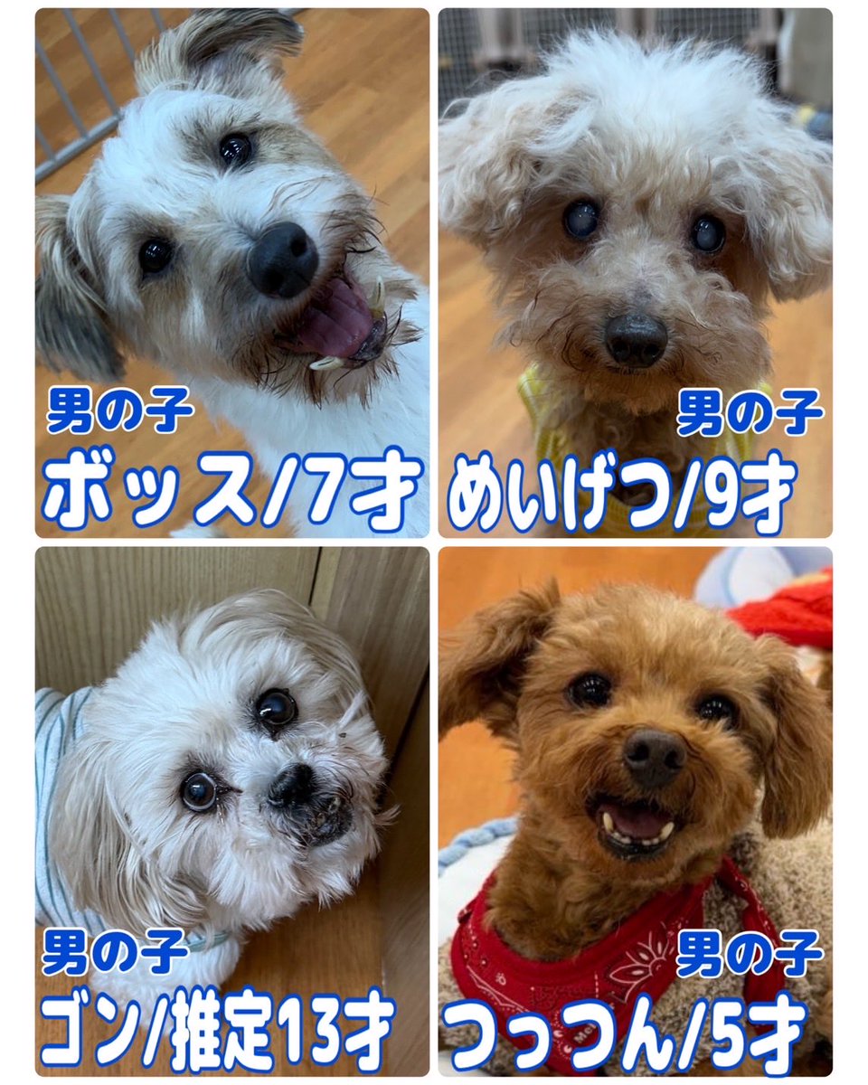 保護犬パーク長居店&トリミングサロン（ラブファイブ:保護犬カフェ系列