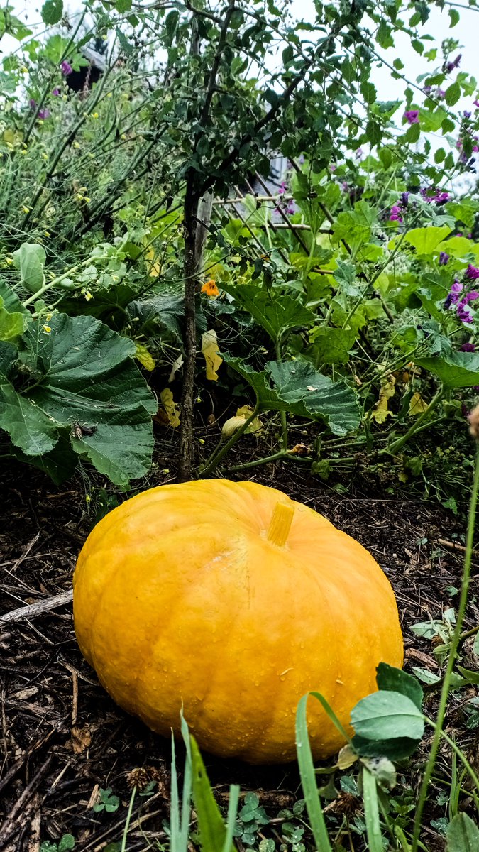 Permaculture Paths tweet media