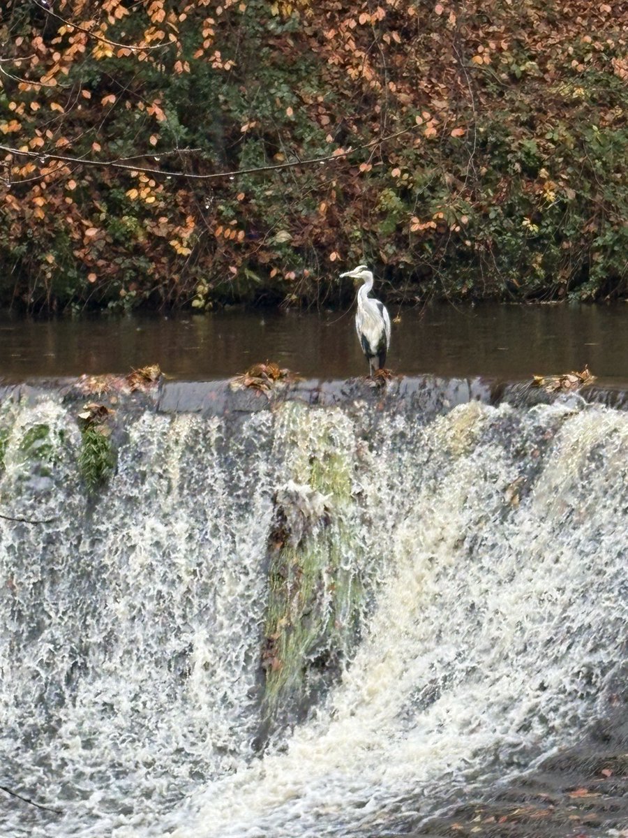 Michael Pearson tweet media