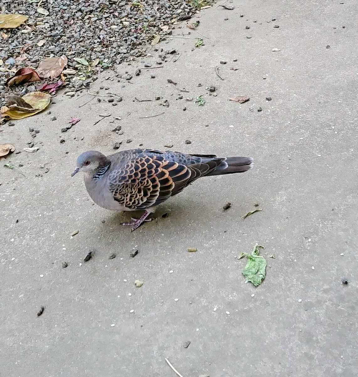 ポポコ (@dedetopopo) / Posts / X