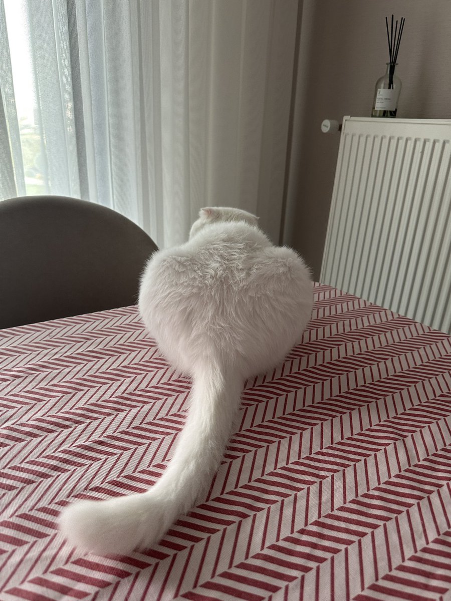hazallkoo's tweet photo. Senin o götünü yiyem😋 https://t.co/L77oi73HCl