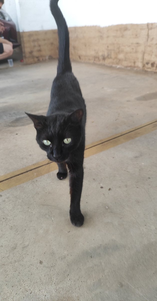 rooobertab's tweet image. Oi gente! Esse gatinho lindo, fofo e super carinhoso está disponível para adoção 🐈‍⬛
Ele está &quot;morando&quot; na nossa garagem, mas merece um lar digno e estamos em busca disso ❤️
Se tiver interesse em conhecê-lo, me manda uma mensagem! 
Se não puder adotá-lo, me ajuda compartilhando?