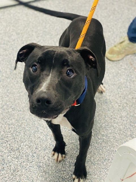 HSCCMaryland's tweet image. 🐾 New Arrivals!
Cats, kittens, dogs &amp;amp; small pets — all ready to meet their forever families 💛
Stop by HSCC &amp;amp; find your match!
🌐 hscarroll.org/adoption

#HSCC #AdoptDontShop #AdoptLocal