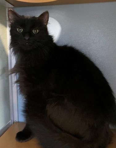 HSCCMaryland's tweet image. 🐾 New Arrivals!
Cats, kittens, dogs &amp;amp; small pets — all ready to meet their forever families 💛
Stop by HSCC &amp;amp; find your match!
🌐 hscarroll.org/adoption

#HSCC #AdoptDontShop #AdoptLocal