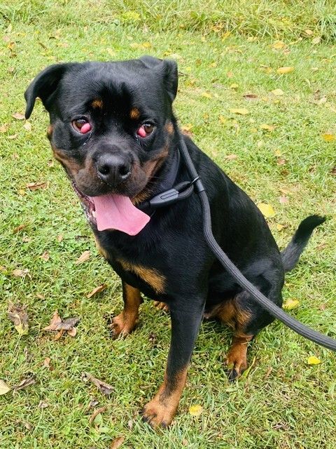 HSCCMaryland's tweet image. 🐾 New Arrivals!
Cats, kittens, dogs &amp;amp; small pets — all ready to meet their forever families 💛
Stop by HSCC &amp;amp; find your match!
🌐 hscarroll.org/adoption

#HSCC #AdoptDontShop #AdoptLocal